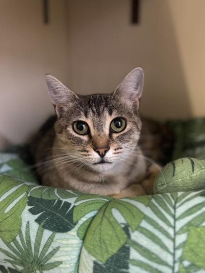 Enlarge Alabama, a Adoptable mixed breed in Moses Lake, WA image 2/3