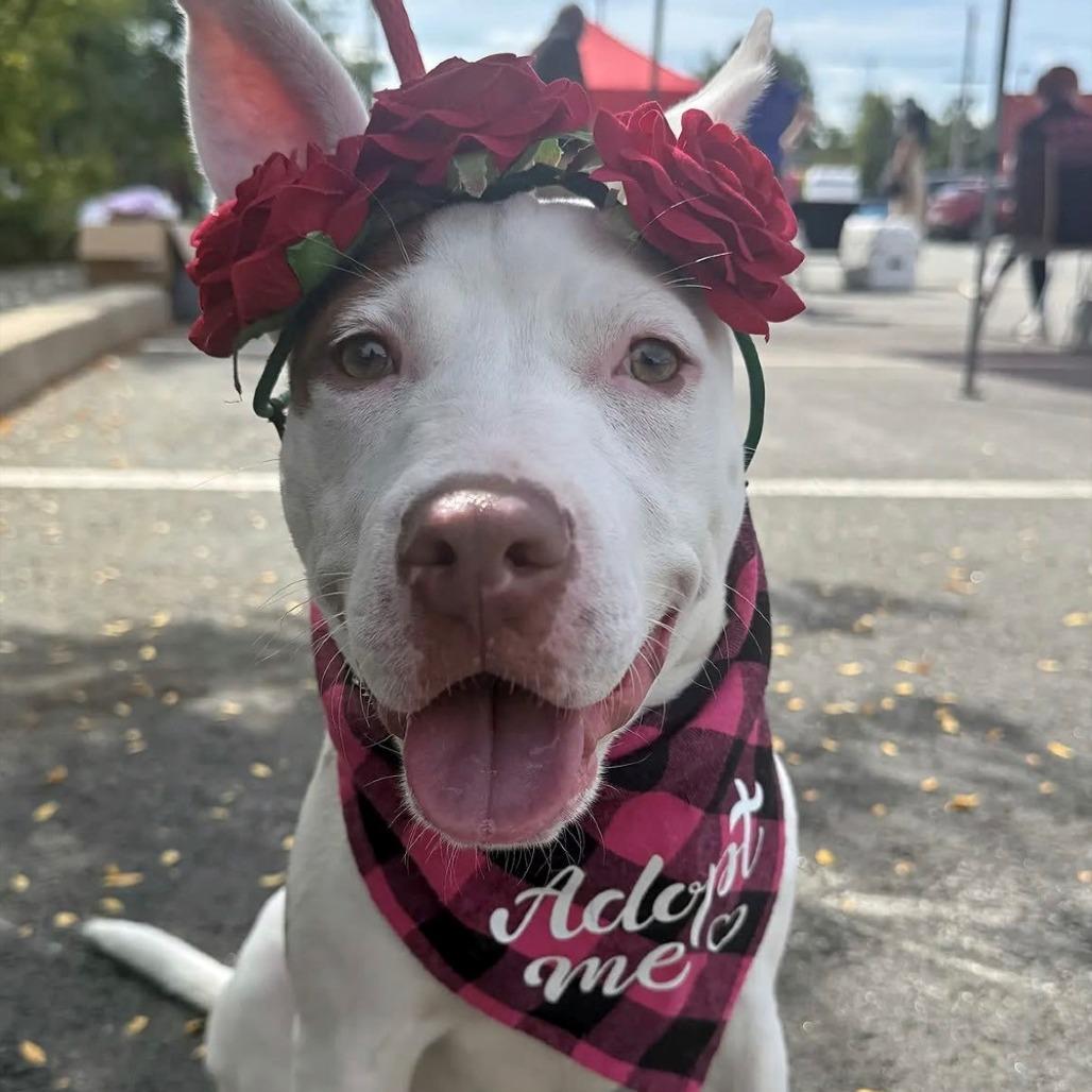 Rosette, Adoptable, Young Female Pit Bull Terrier.