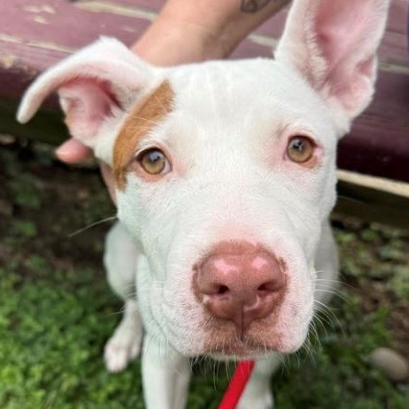 Enlarge Rosette, a Adoptable Pit Bull Terrier in East Hanover, NJ image 2/6