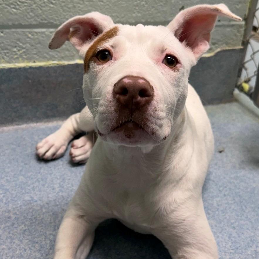 Enlarge Rosette, a Adoptable Pit Bull Terrier in East Hanover, NJ image 3/6