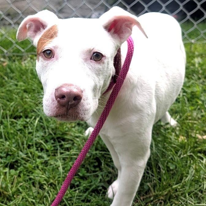 Enlarge Rosette, a Adoptable Pit Bull Terrier in East Hanover, NJ image 4/6
