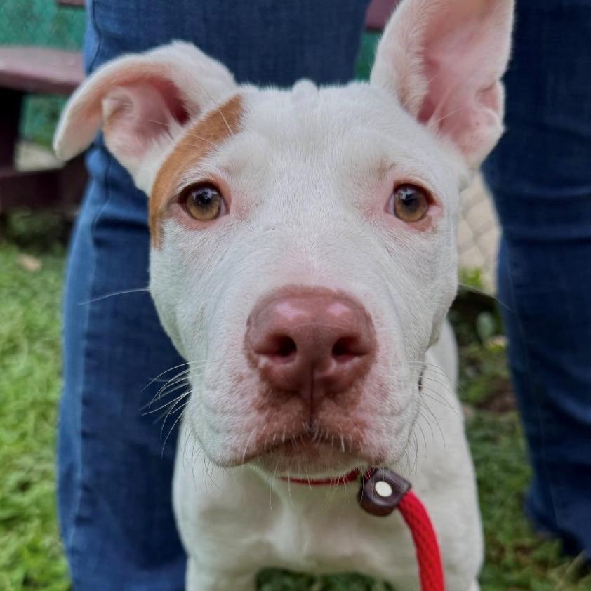 Enlarge Rosette, a Adoptable Pit Bull Terrier in East Hanover, NJ image 5/6