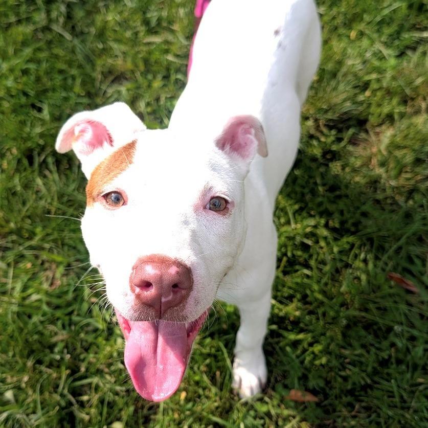 Enlarge Rosette, a Adoptable Pit Bull Terrier in East Hanover, NJ image 6/6