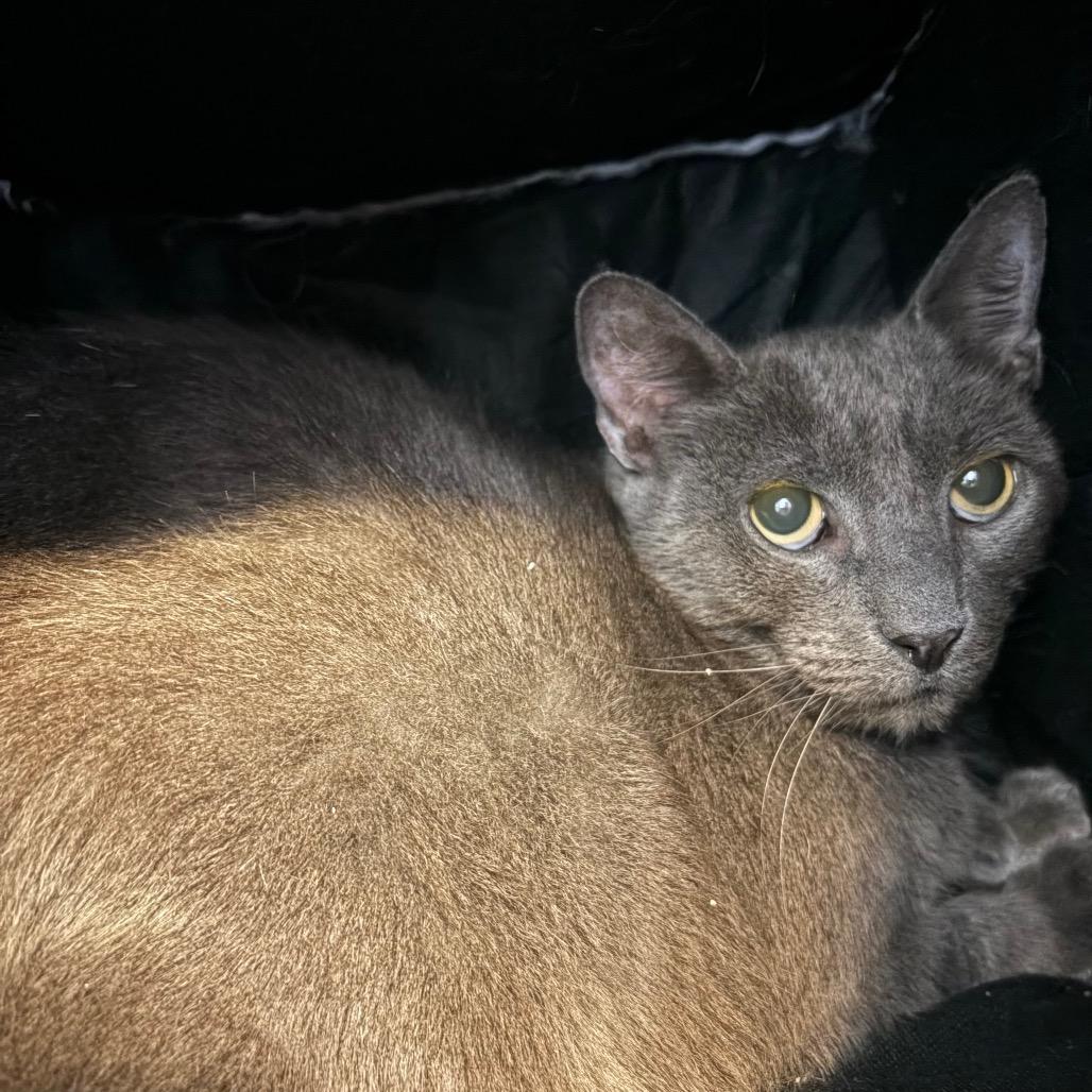 Enlarge Kai, a Adoptable Domestic Short Hair in Sarasota, FL image 1/5