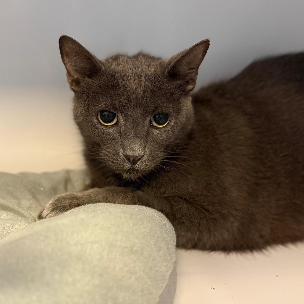 Enlarge Kai, a Adoptable Domestic Short Hair in Sarasota, FL image 2/5