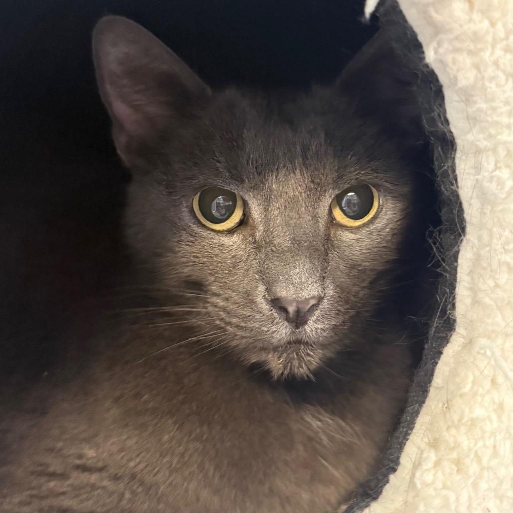 Enlarge Kai, a Adoptable Domestic Short Hair in Sarasota, FL image 3/5