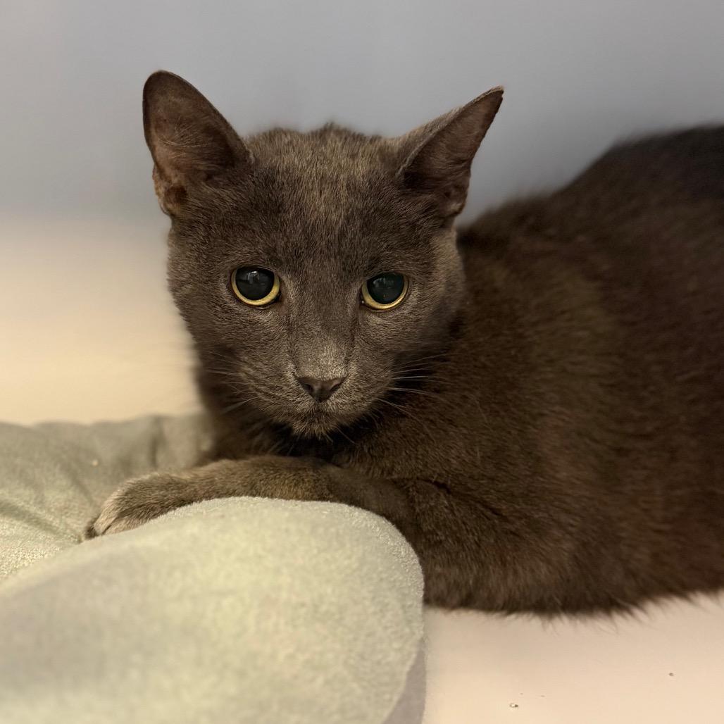 Enlarge Kai, a Adoptable Domestic Short Hair in Sarasota, FL image 4/5