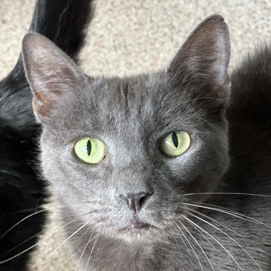 Enlarge Kai, a Adoptable Domestic Short Hair in Sarasota, FL image 5/5