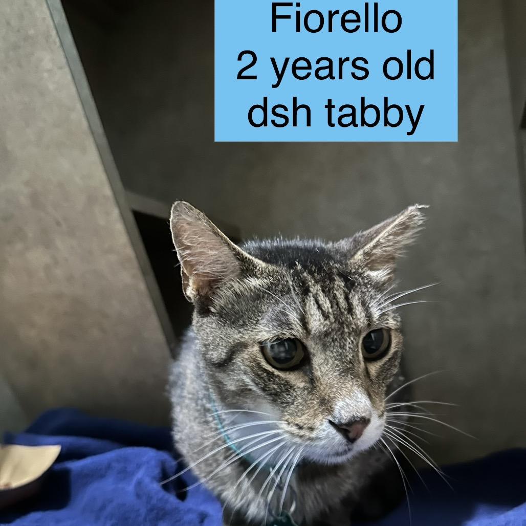 Enlarge Fiorello, a Adoptable Domestic Short Hair in Tampa, FL image 1/3