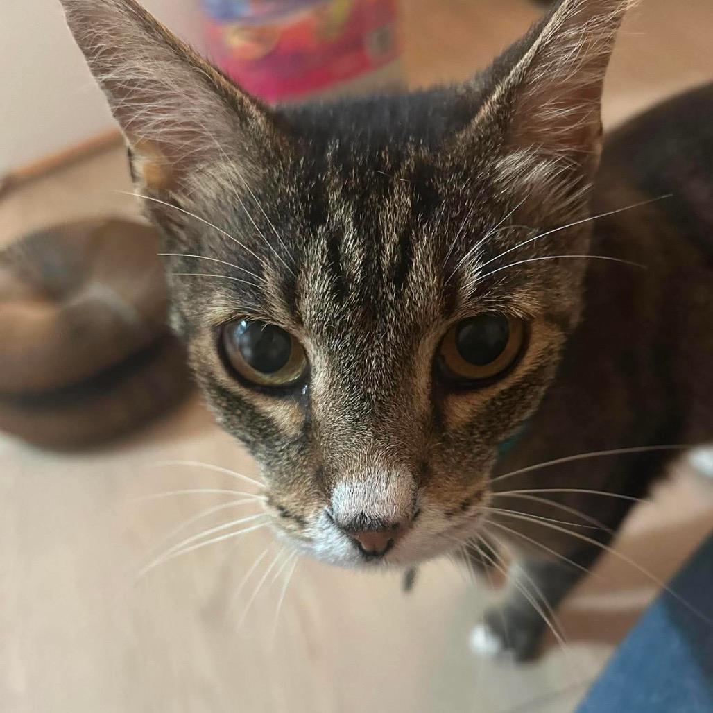 Enlarge Fiorello, a Adoptable Domestic Short Hair in Tampa, FL image 2/3