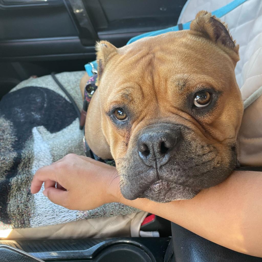 Studley, a Adoptable English Bulldog in Turlock, CA image 1/6