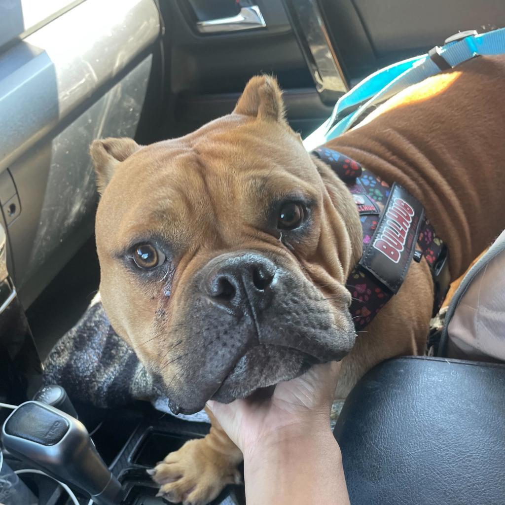 Studley, a Adoptable English Bulldog in Turlock, CA image 2/6