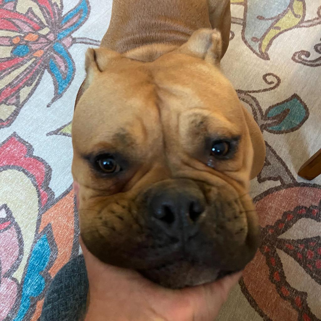 Studley, a Adoptable English Bulldog in Turlock, CA image 3/6