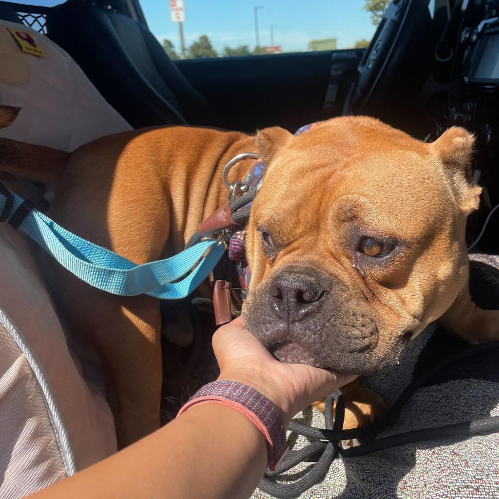 Studley, a Adoptable English Bulldog in Turlock, CA image 5/6