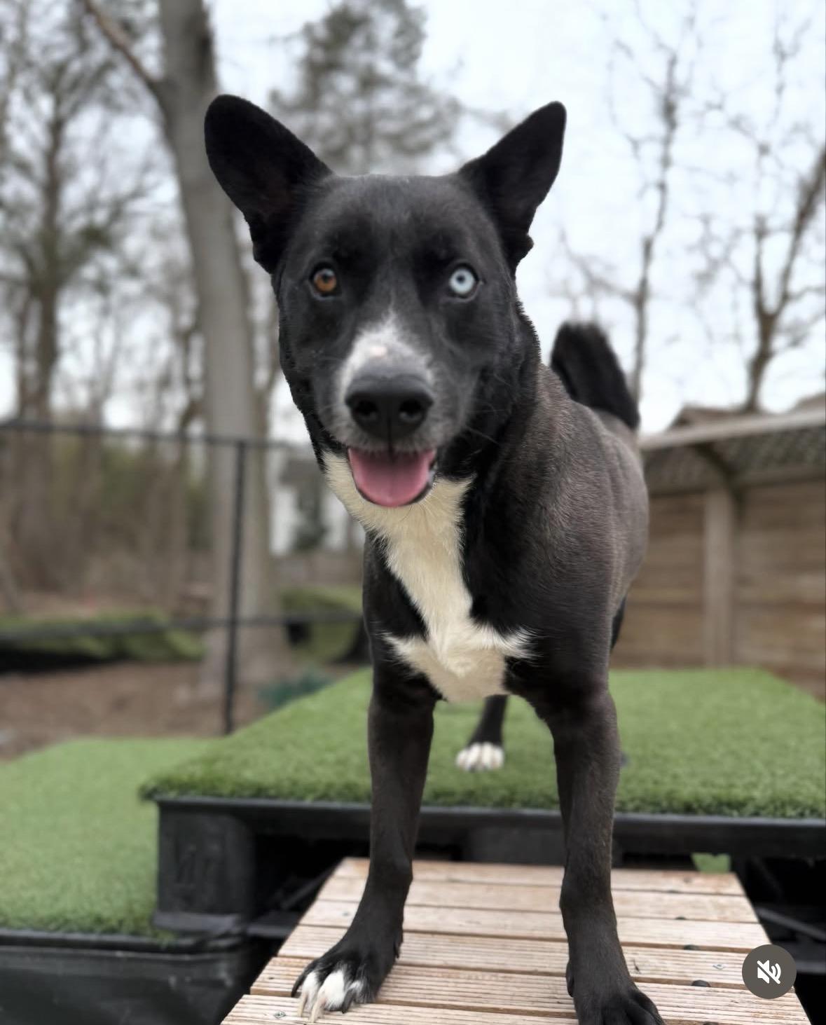 Enlarge Pluto, a Adoptable mixed breed in Paramus, NJ image 1/6