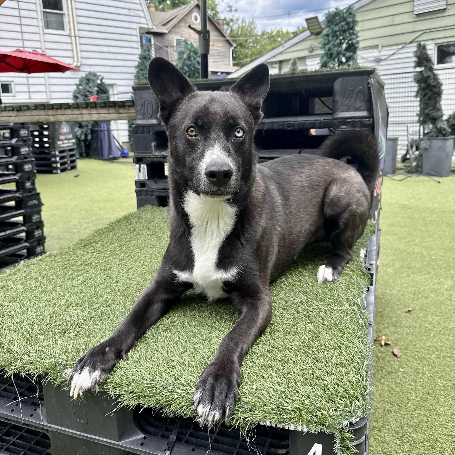 Enlarge Pluto, a Adoptable mixed breed in Paramus, NJ image 5/6