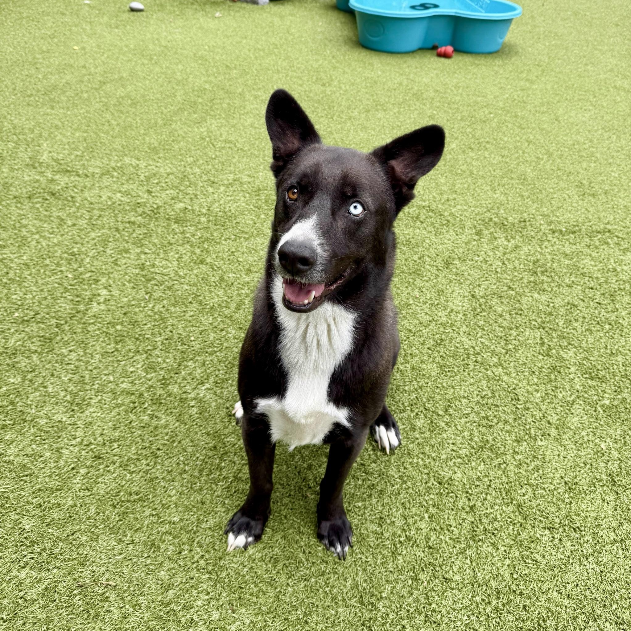 Enlarge Pluto, a Adoptable mixed breed in Paramus, NJ image 6/6