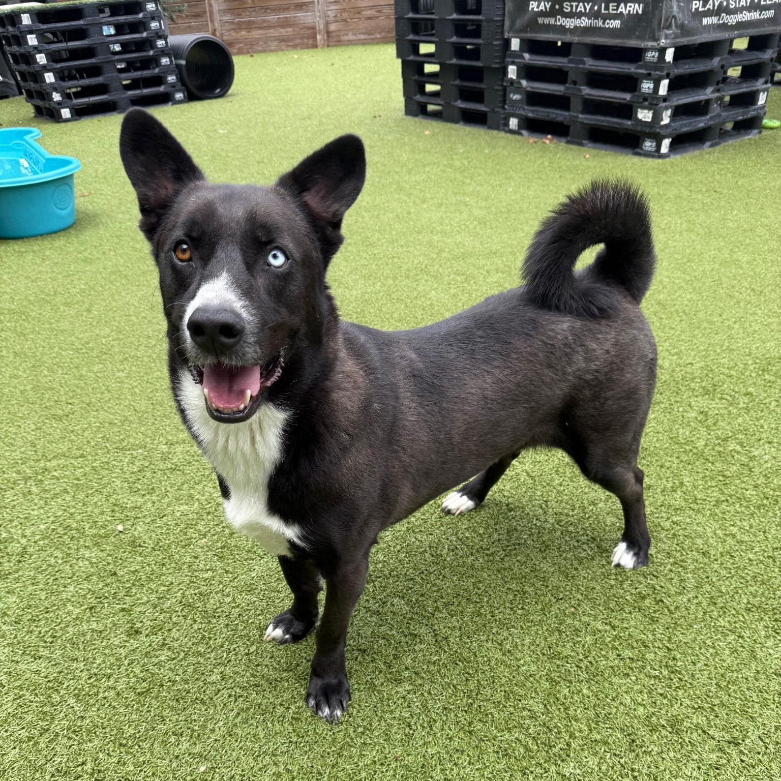 Enlarge Pluto, a Adoptable mixed breed in Paramus, NJ image 1/6