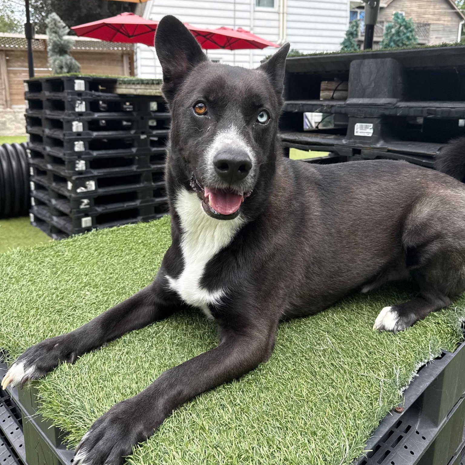 Enlarge Pluto, a Adoptable mixed breed in Paramus, NJ image 4/6