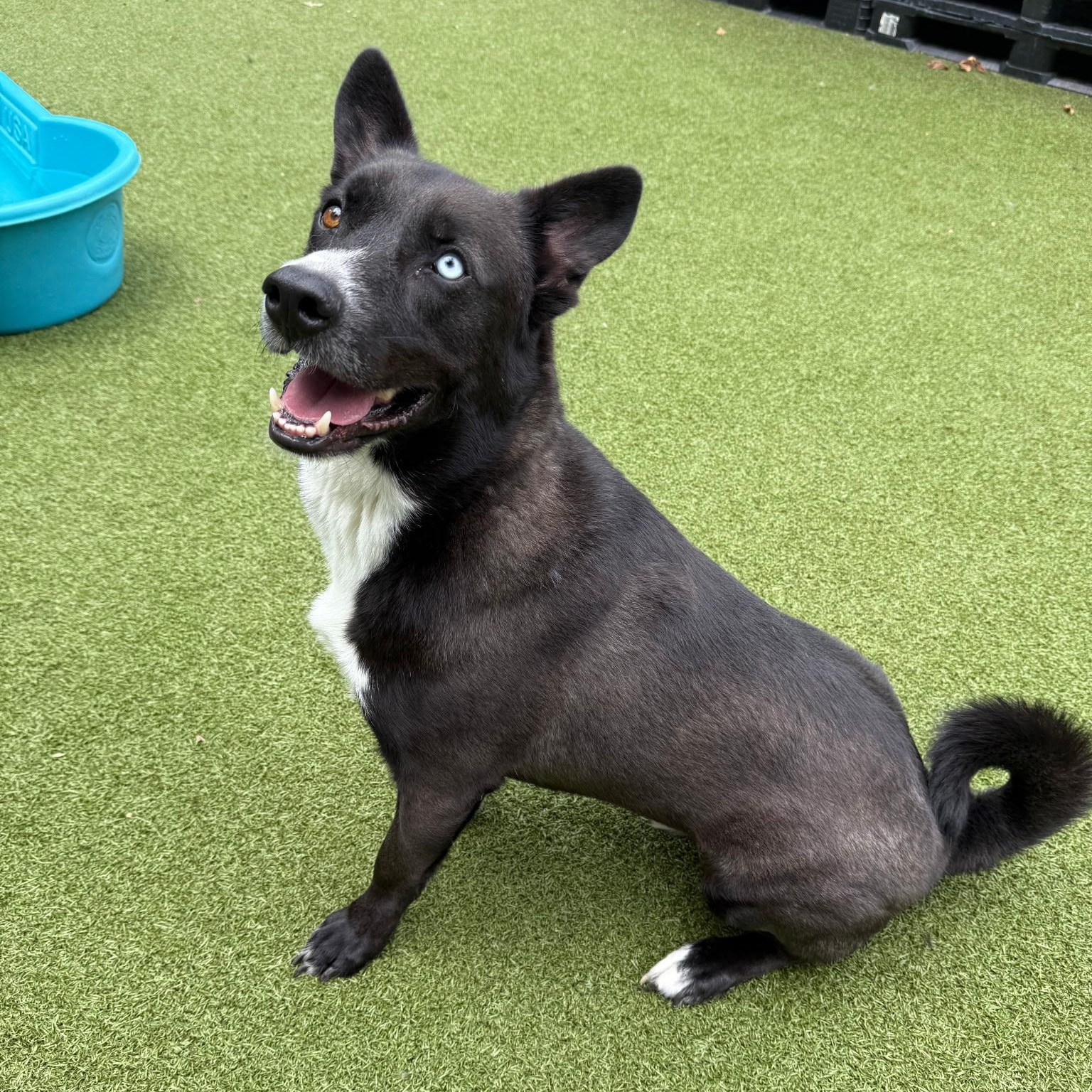 Enlarge Pluto, a Adoptable mixed breed in Paramus, NJ image 3/6