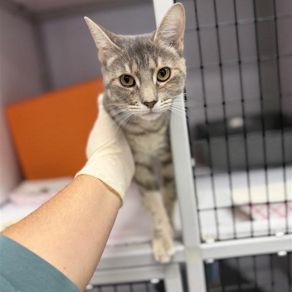 Enlarge Sissy, a Adoptable Domestic Short Hair in Houston, TX image 1/6