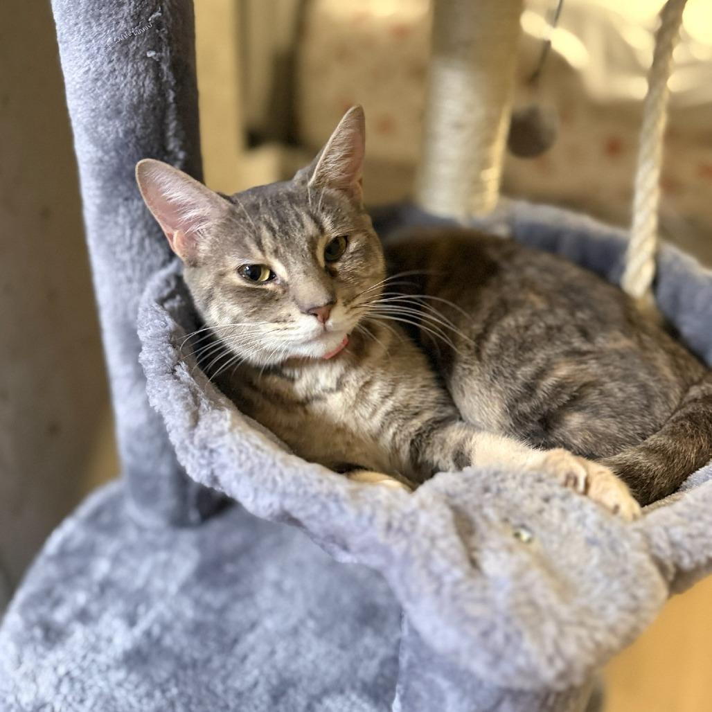 Enlarge Sissy, a Adoptable Domestic Short Hair in Houston, TX image 2/6