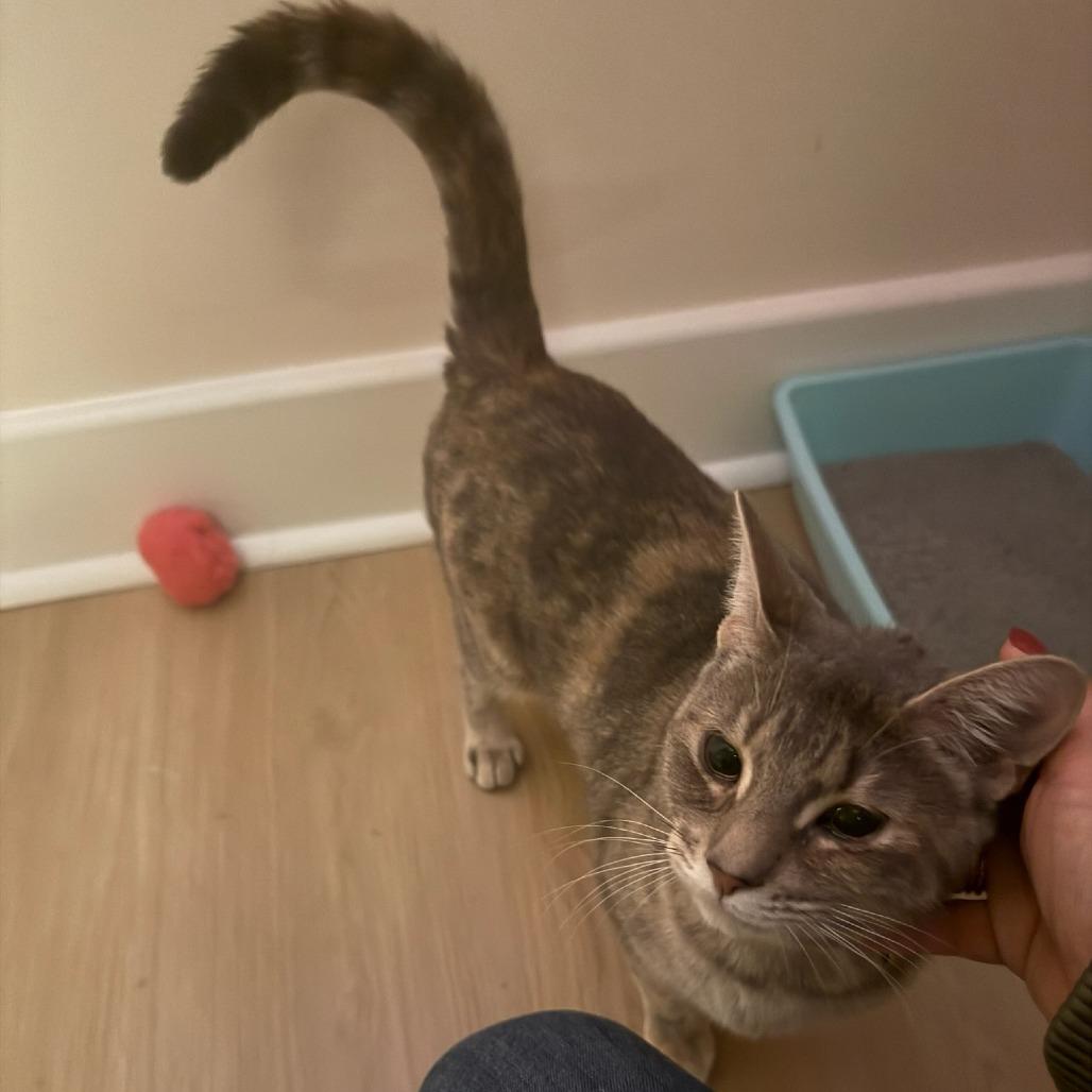 Enlarge Sissy, a Adoptable Domestic Short Hair in Houston, TX image 4/6