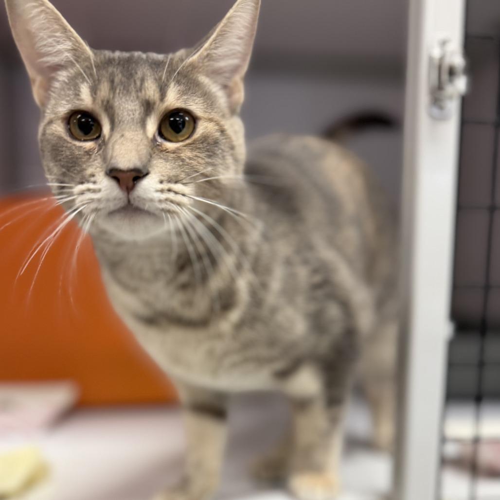 Enlarge Sissy, a Adoptable Domestic Short Hair in Houston, TX image 5/6