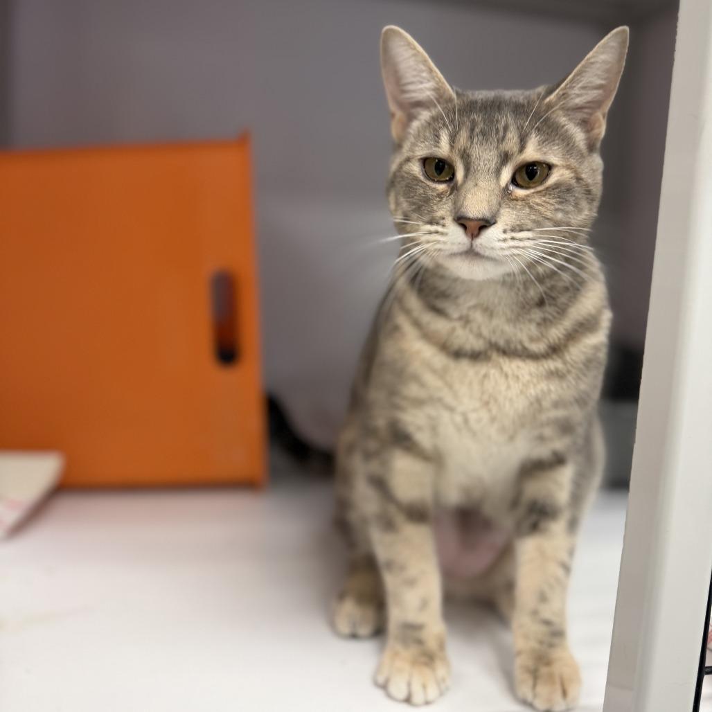 Enlarge Sissy, a Adoptable Domestic Short Hair in Houston, TX image 6/6