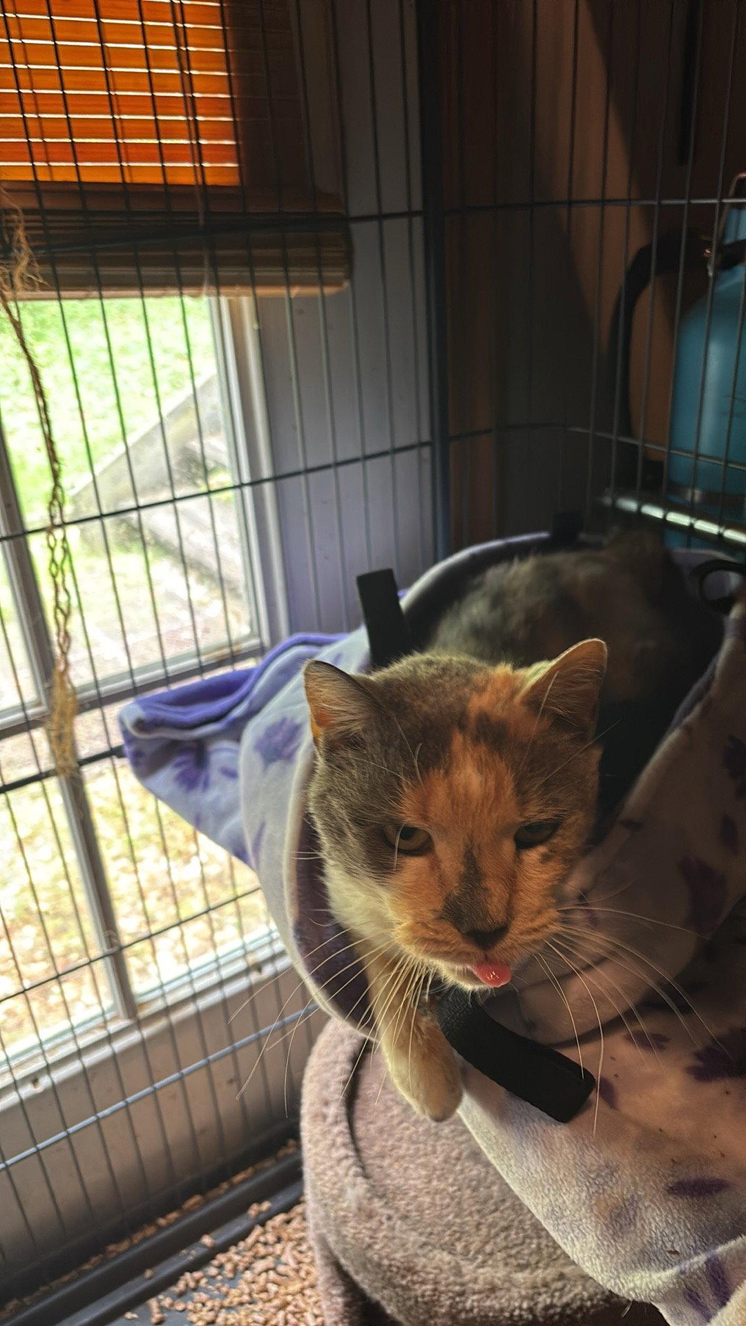Gertrude, a Adoptable mixed breed in Ranson, WV image 1/3