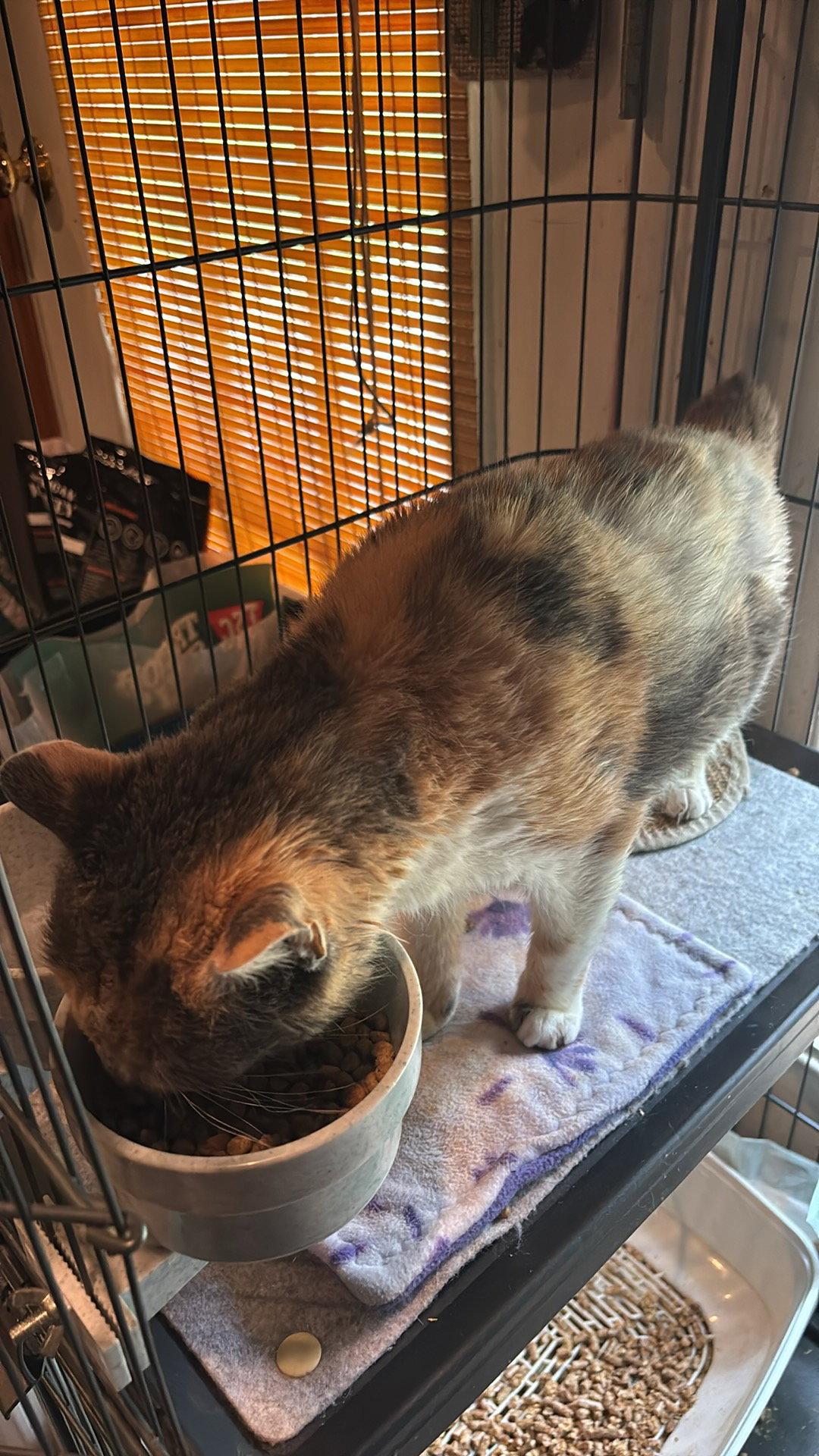 Gertrude, a Adoptable mixed breed in Ranson, WV image 2/3