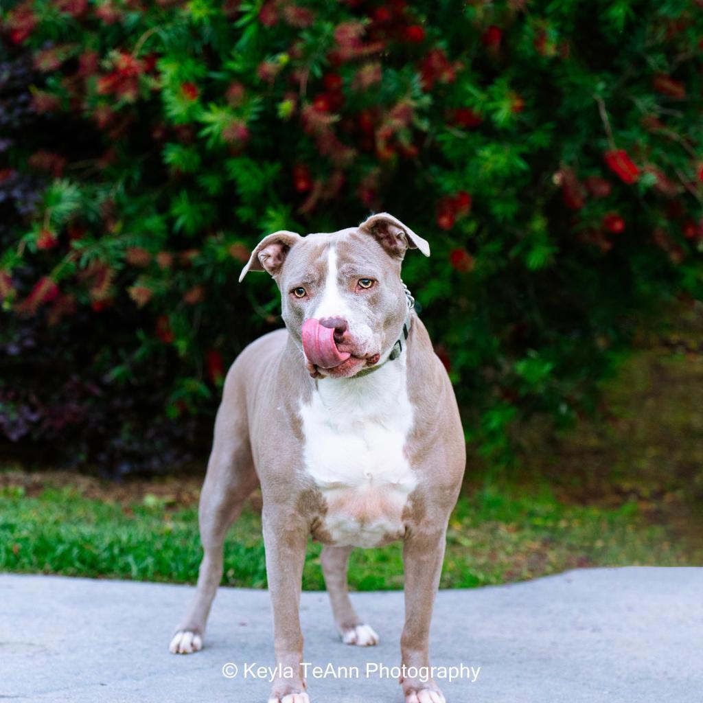 Mama Tylee, Adoptable, Senior Female American Staffordshire Terrier.