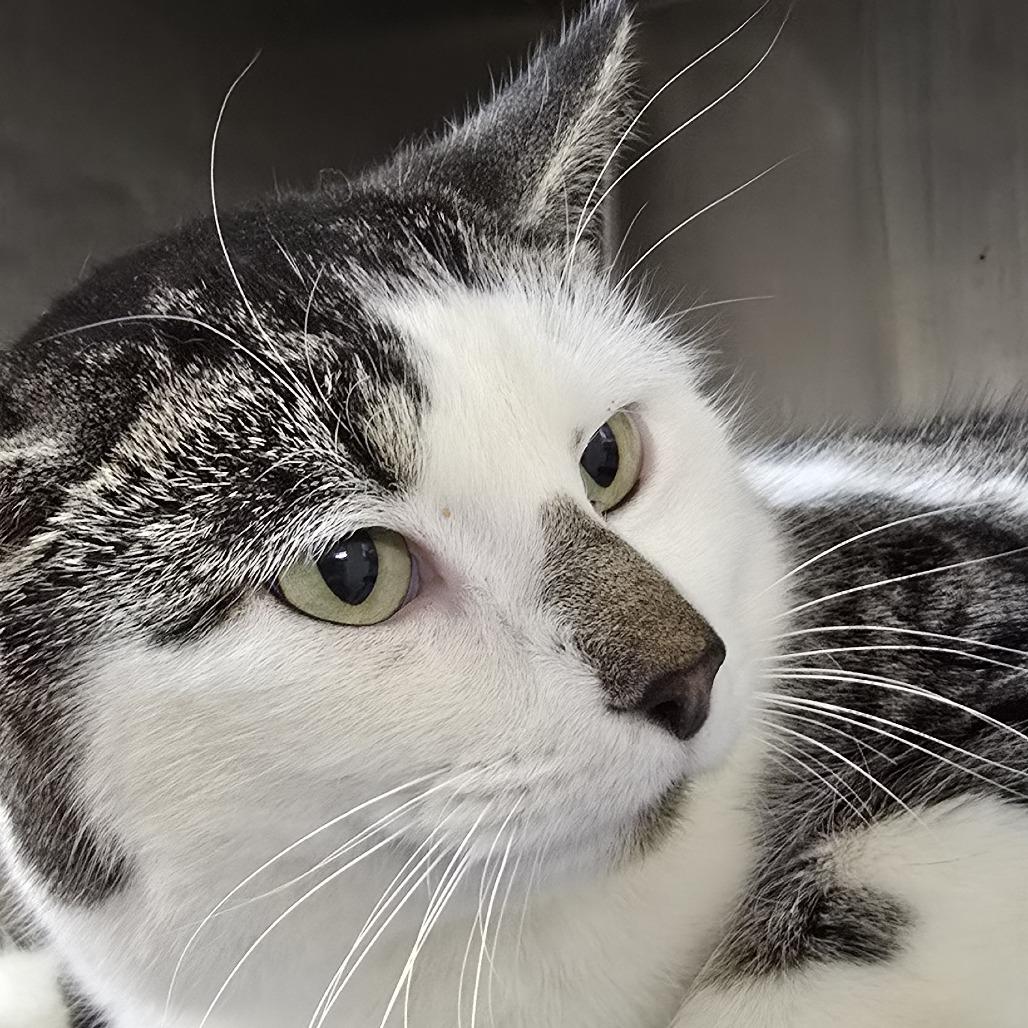 Enlarge Big Jim 25-1797, a Adoptable Domestic Short Hair in Yanceyville, NC image 1/1