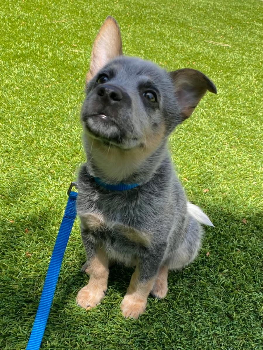Enlarge Quartz, an adoptable mixed breed in Murrieta, CA image 4/6