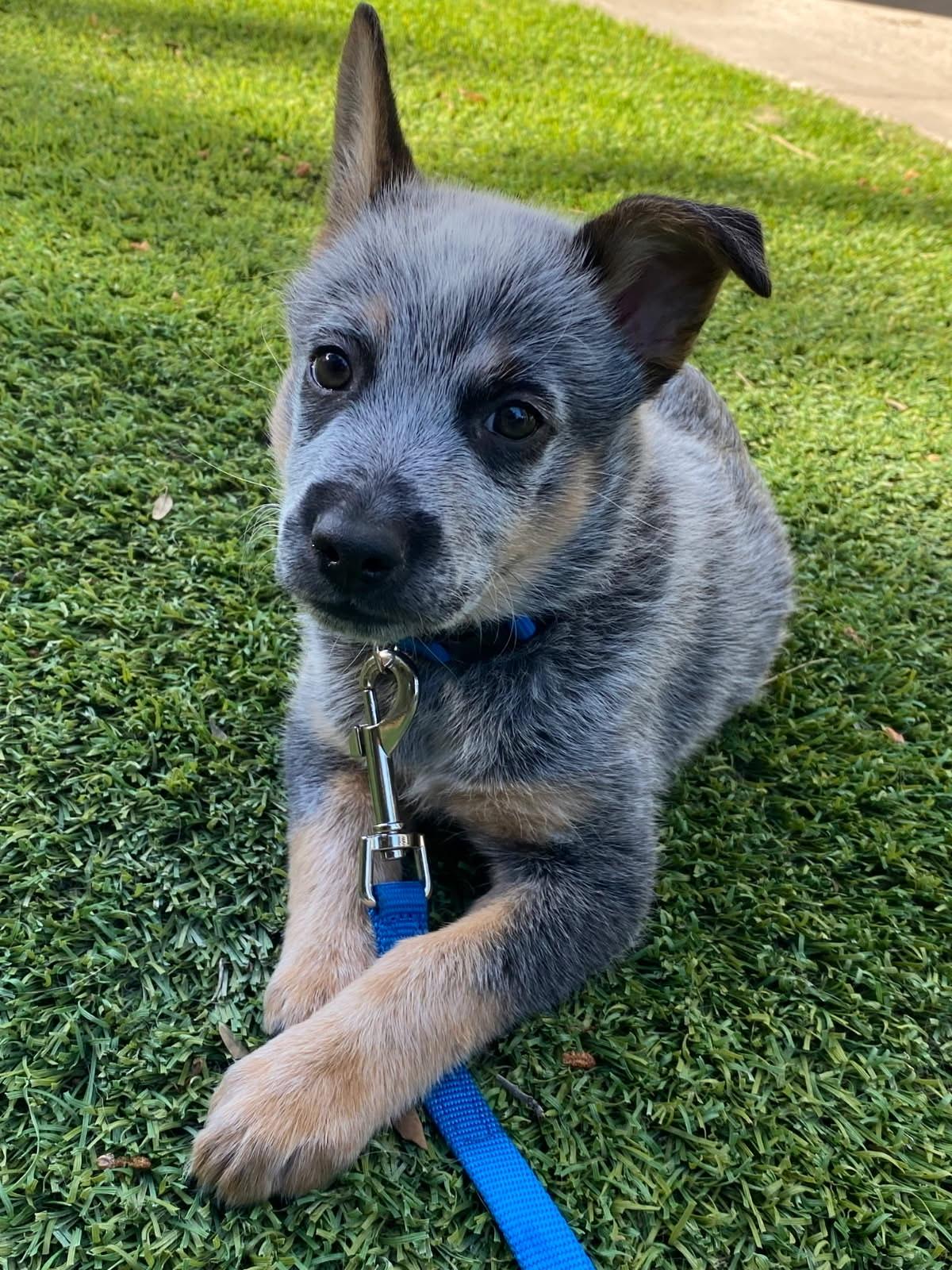 Enlarge Quartz, an adoptable mixed breed in Murrieta, CA image 2/6