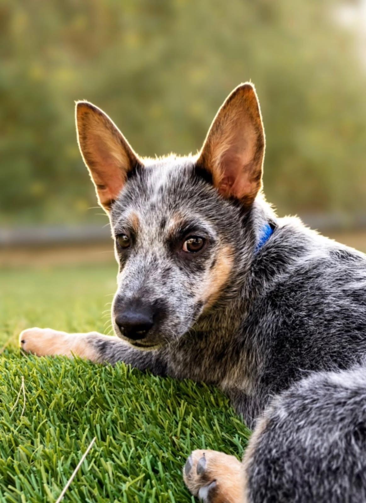 Quartz, adoptable, Puppy Male Australian Cattle Dog / Blue Heeler.