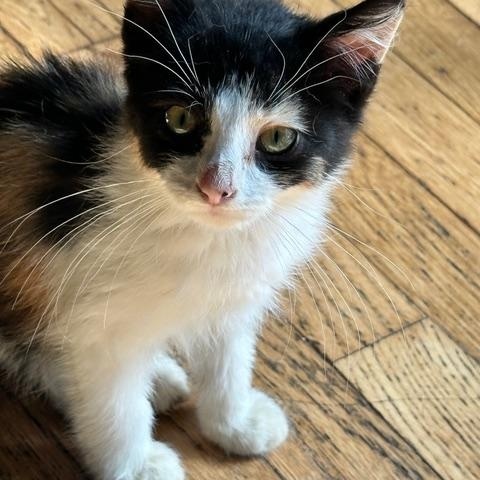 Enlarge Kirby, a ADOPTABLE Domestic Short Hair in Minneapolis, MN image 1/4