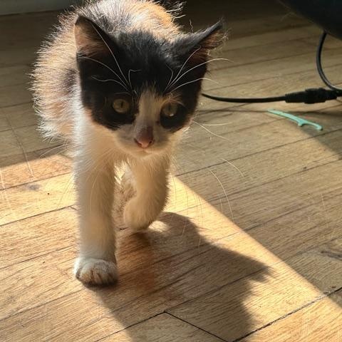 Enlarge Kirby, a ADOPTABLE Domestic Short Hair in Minneapolis, MN image 2/4