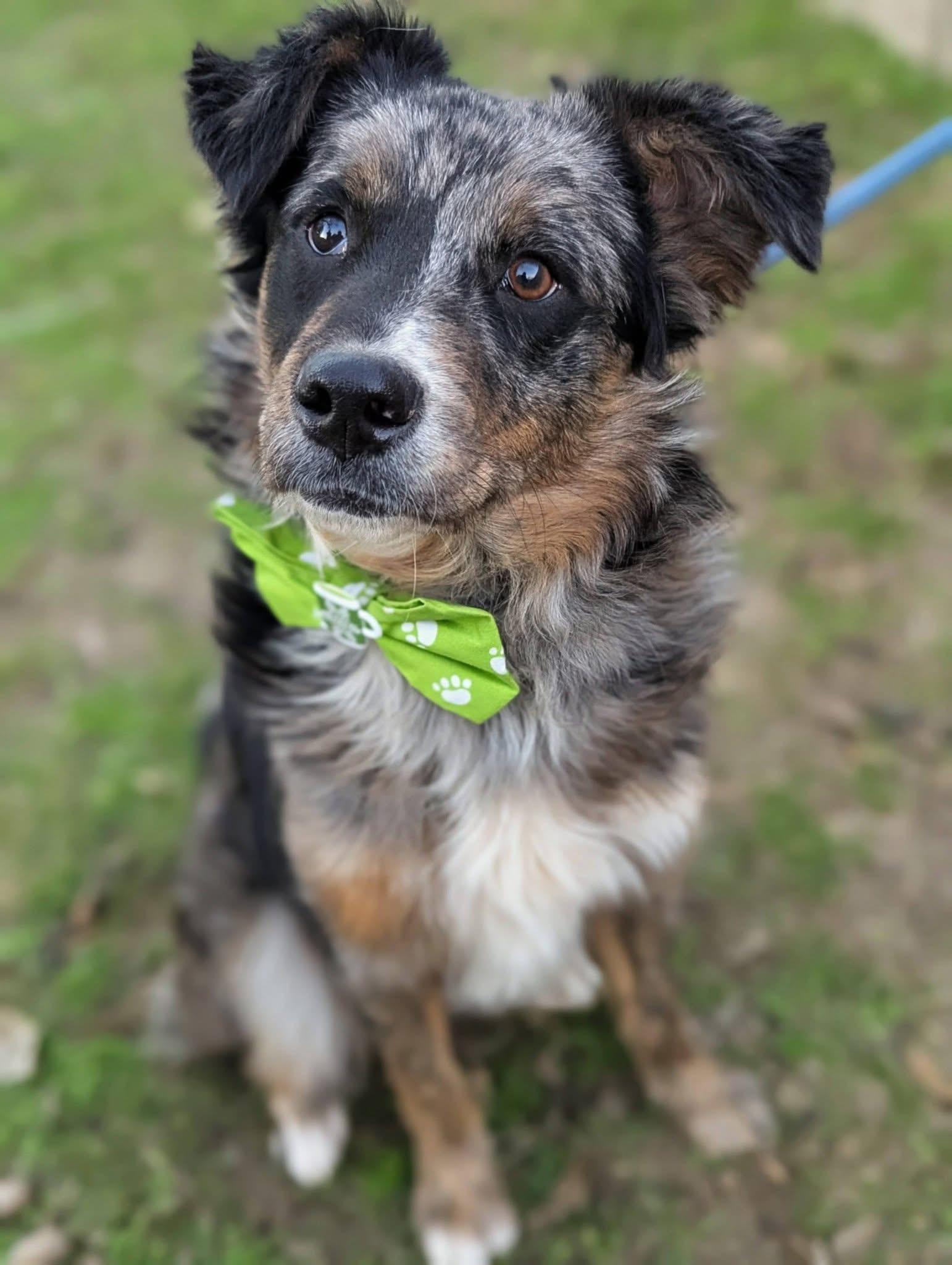 Pickens , ADOPTABLE, Young Male Australian Shepherd.