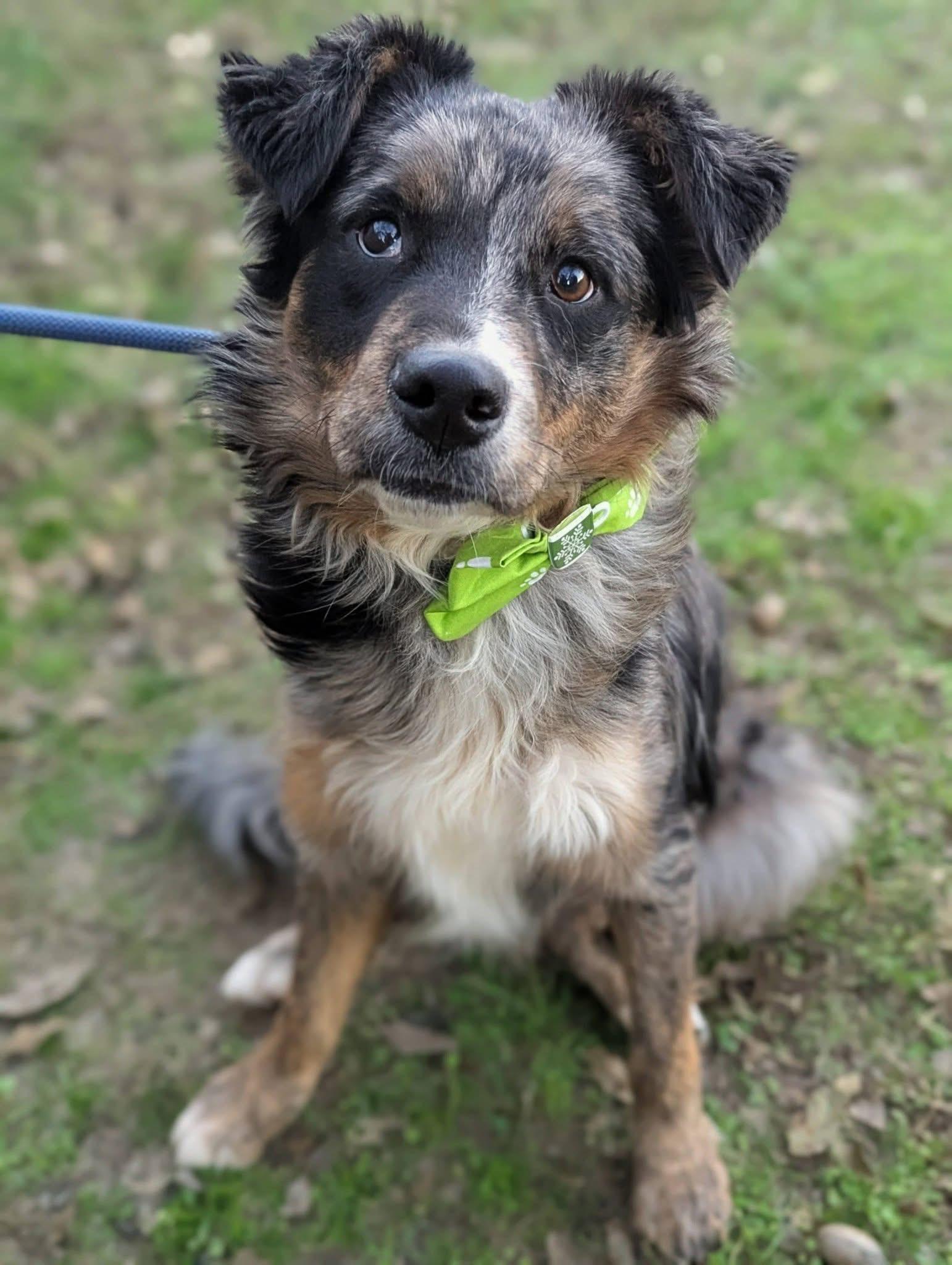 Pickens , a ADOPTABLE mixed breed in Mendham, NJ image 2/4