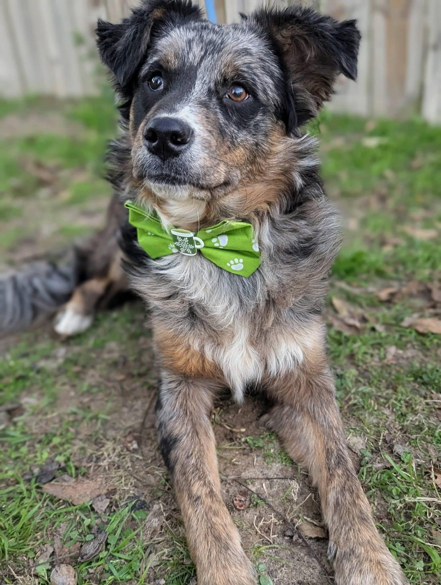 Pickens , a ADOPTABLE mixed breed in Mendham, NJ image 3/4