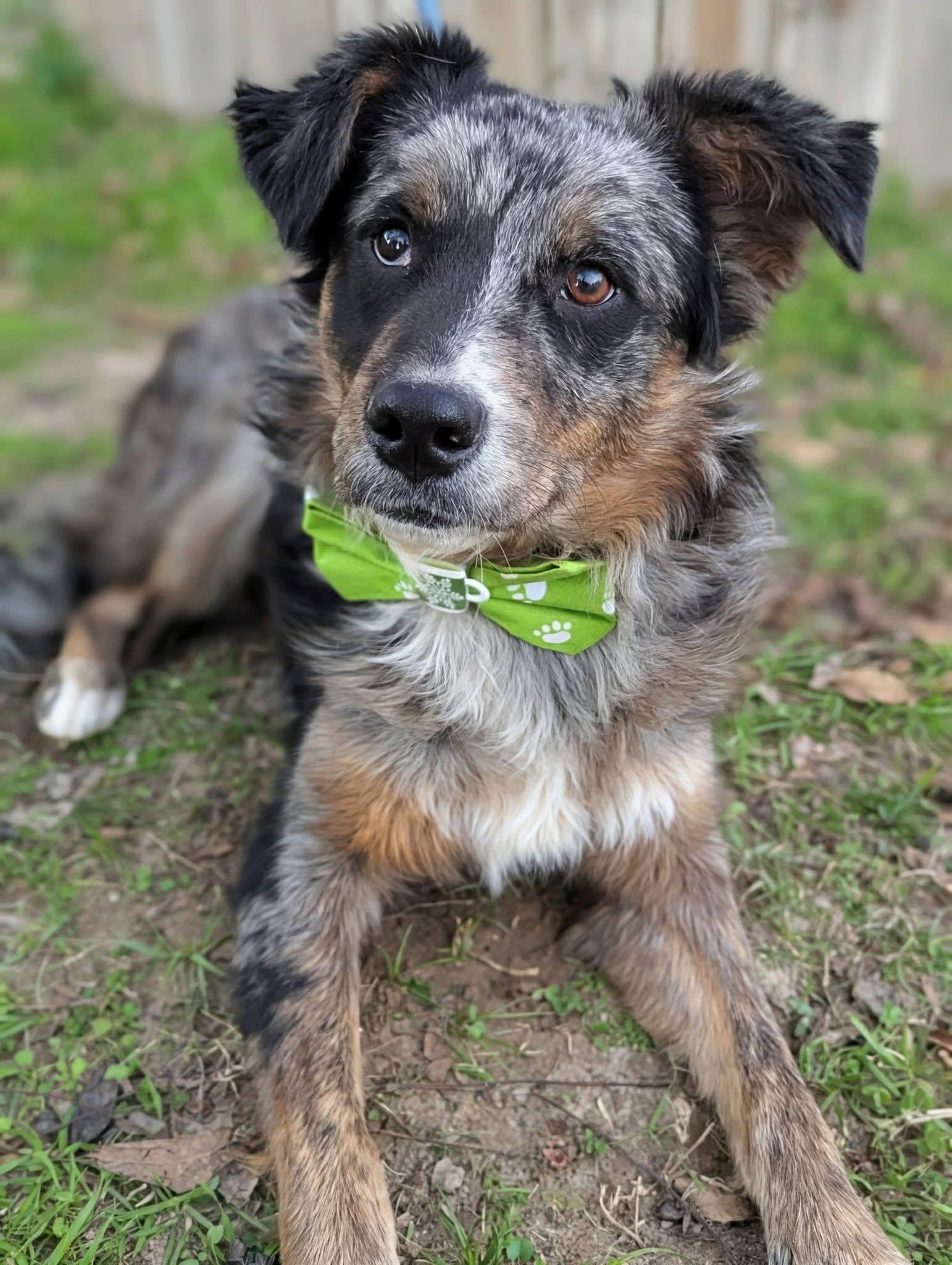 Pickens , a ADOPTABLE mixed breed in Mendham, NJ image 4/4