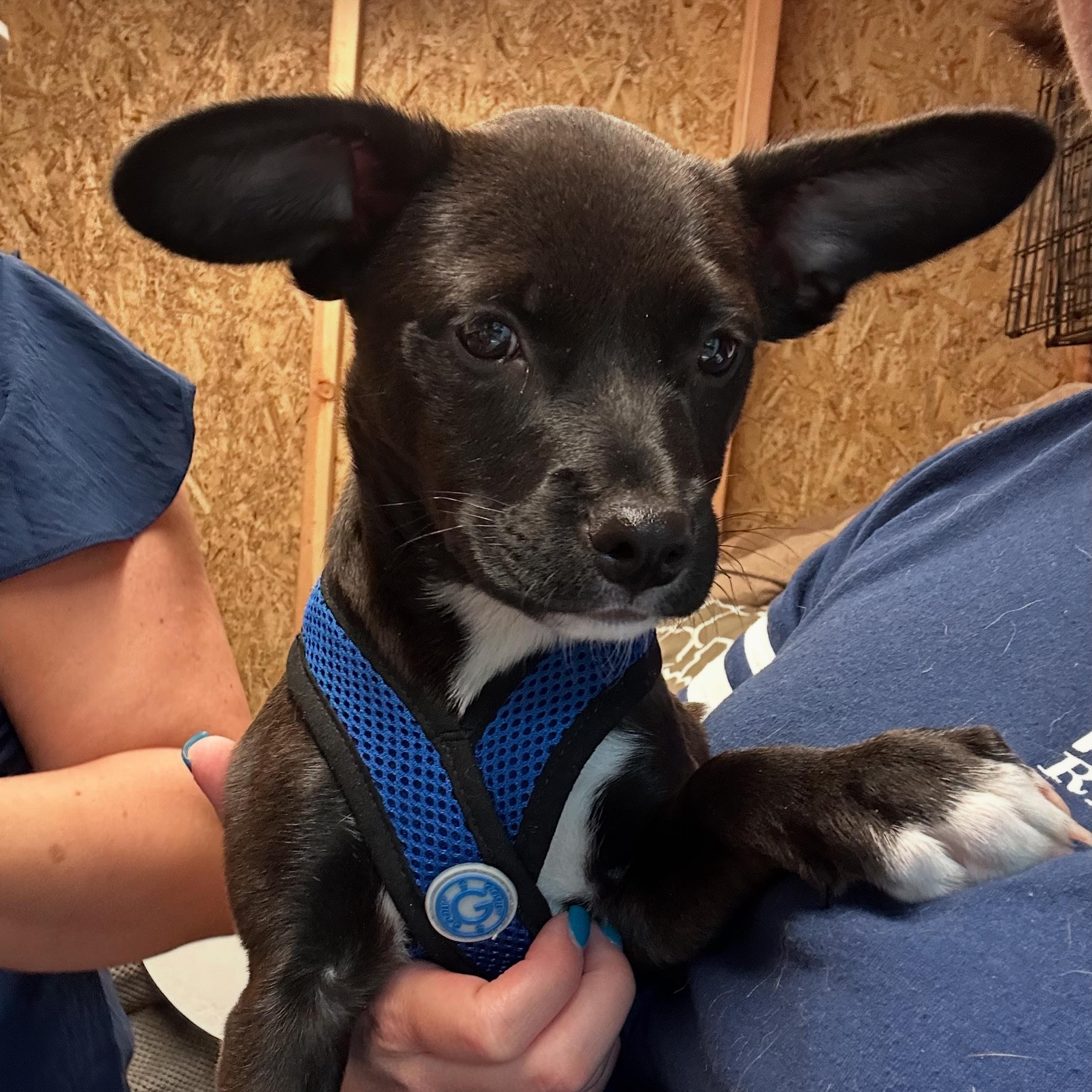 Davey, Baby Male Chihuahua