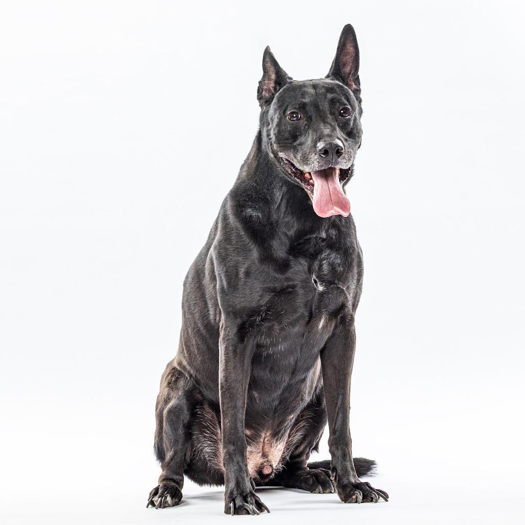 Bowie, Adoptable, Senior Male Shepherd & Pit Bull Terrier.