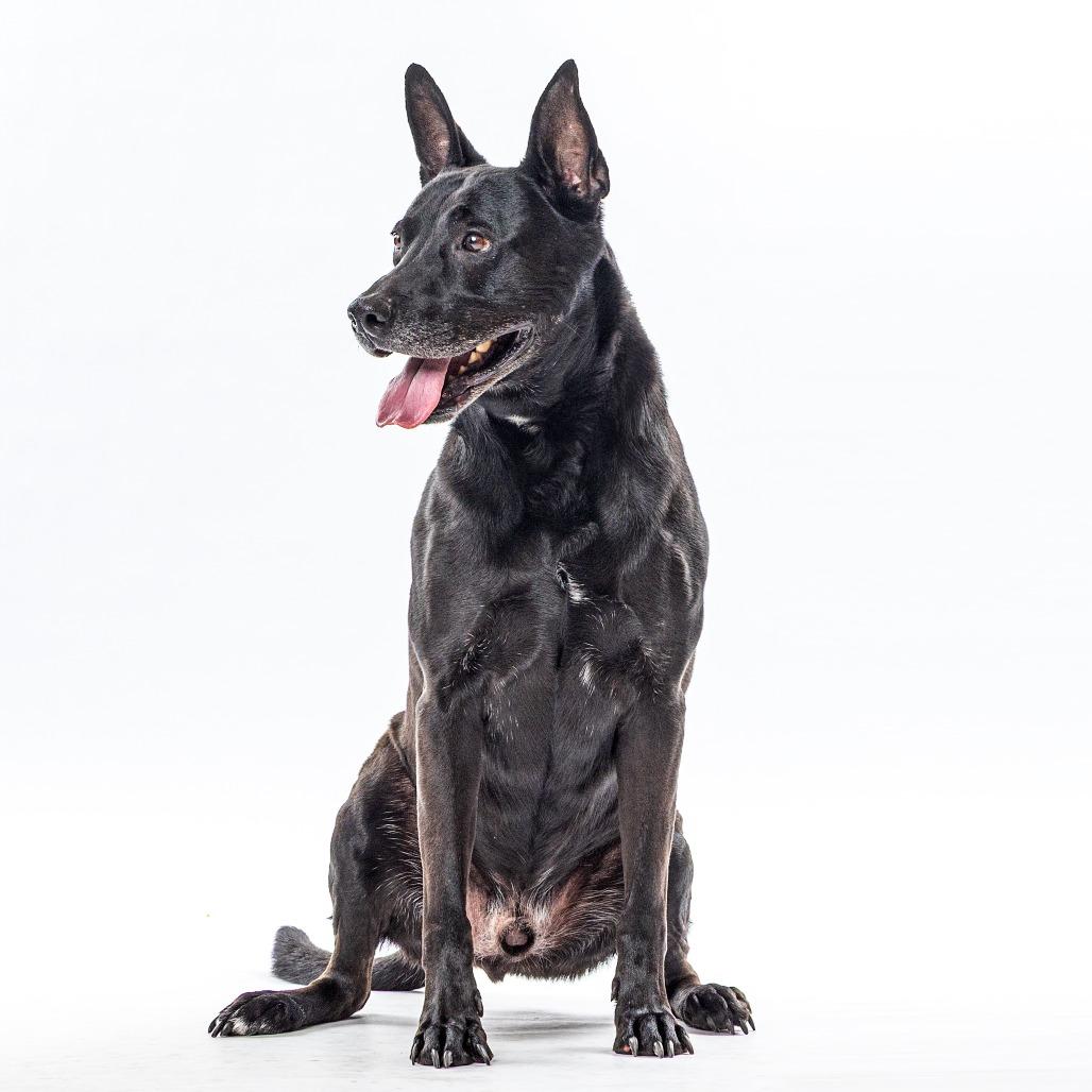 Bowie, Adoptable, Senior Male Shepherd & Pit Bull Terrier.