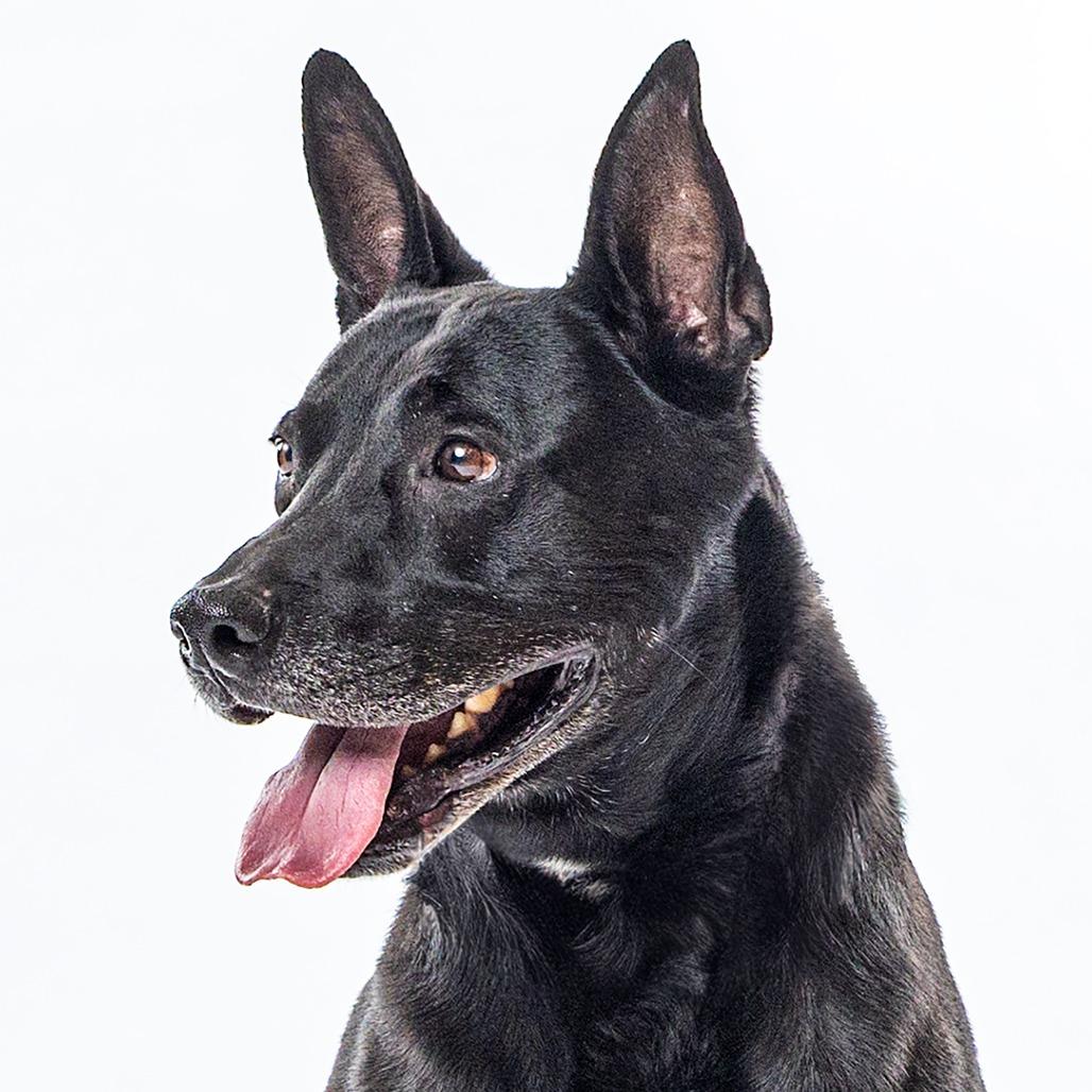 Enlarge Bowie, a Adoptable mixed breed in Reno, NV image 2/5