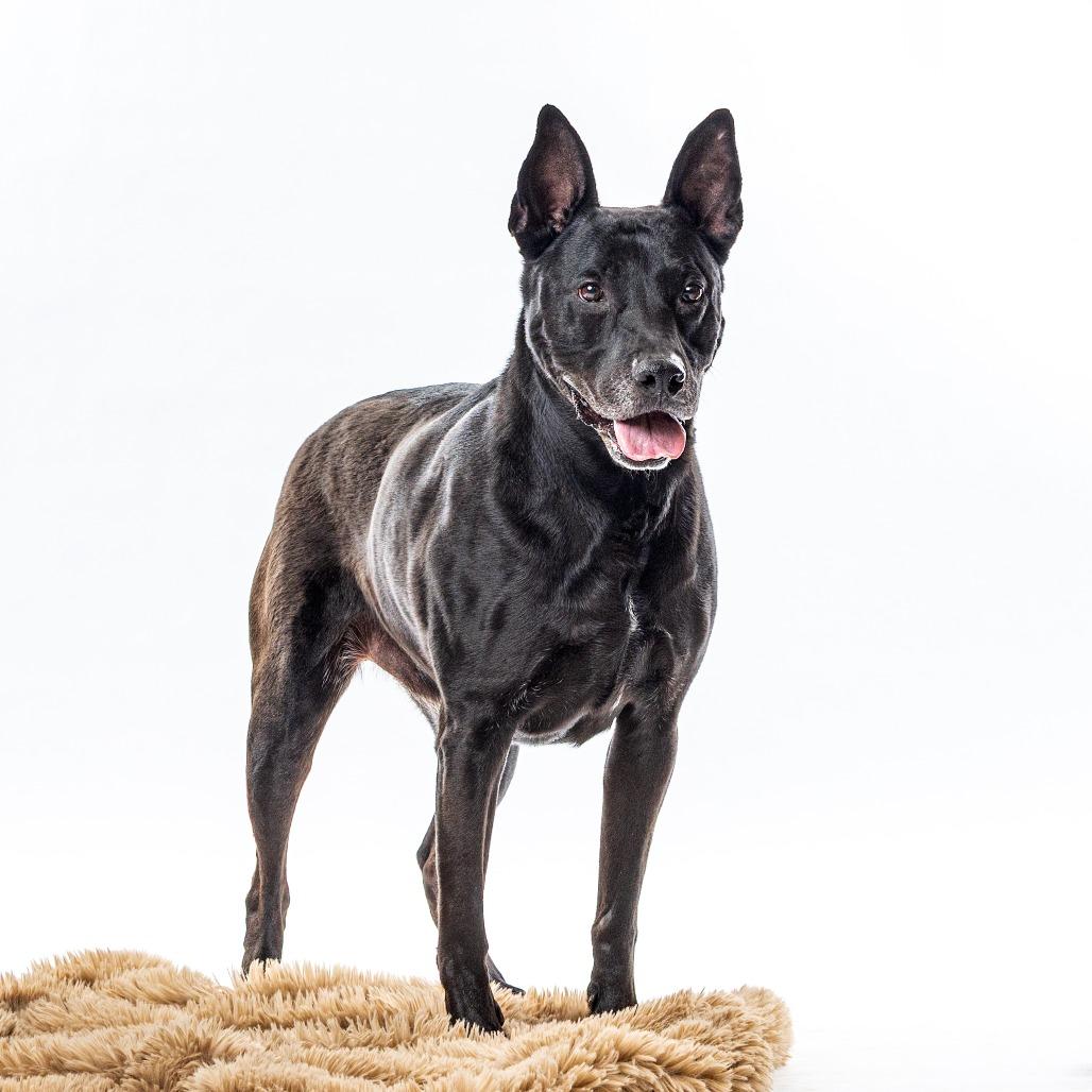 Enlarge Bowie, a Adoptable mixed breed in Reno, NV image 3/5