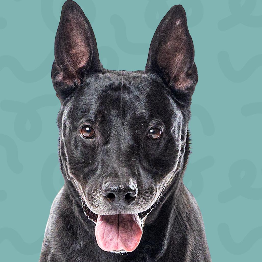 Enlarge Bowie, a Adoptable mixed breed in Reno, NV image 4/5