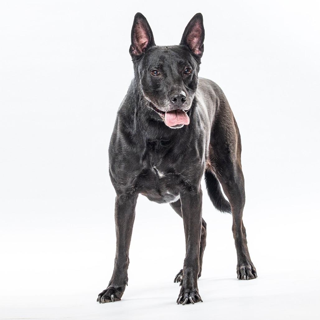 Bowie, a Adoptable mixed breed in Reno, NV image 3/6