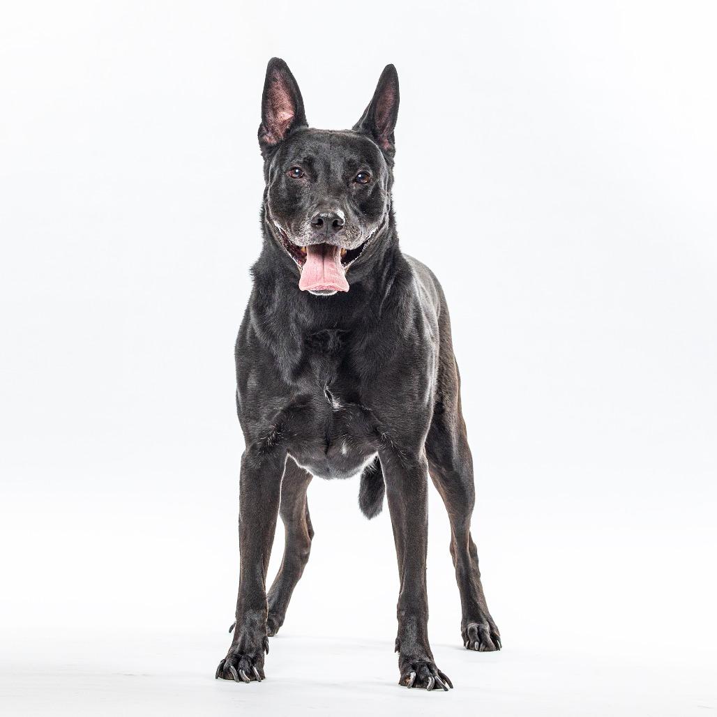 Bowie, a Adoptable mixed breed in Reno, NV image 4/6